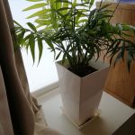 金欠な人必見！観葉植物とあるものだけを使って金運アップする方法！